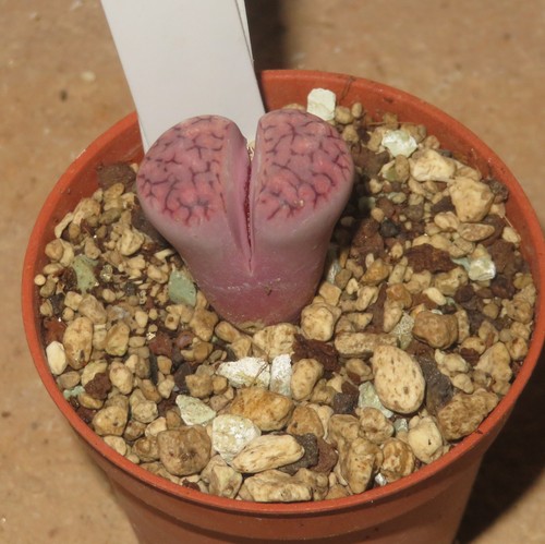 Lithops karasmontana