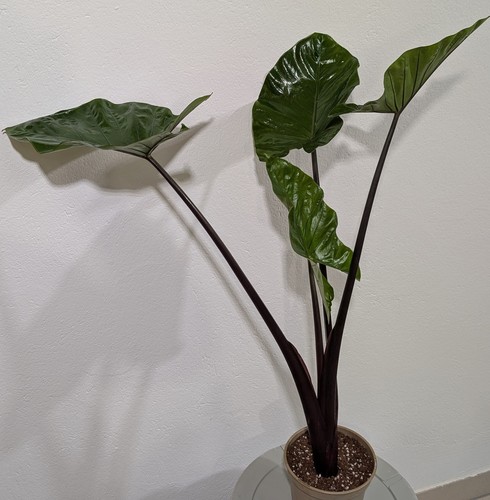 Xxl alocasia black cobra - xxl,