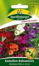 KAMELIEN-BALSAMINEN MISCHUNG