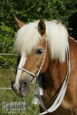  Haflinger Western Zaum  Gebisslos  in silbergrau mit blauen Pony-Perlen +Zügel