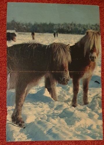 Poster bild pferdeposter - bild,