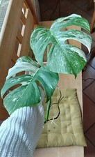 Monstera albo variegata