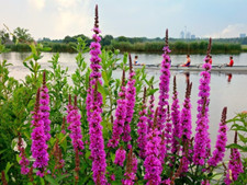 5x Bio-Samen  insektenfreundliche heimische Wildblumen Naturschutz Wildbienen