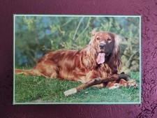 Hundepostkarte ? COCKER SPANIEL ? AK HUND 