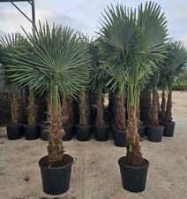 XXL Palme Winterhart - 19 Grad