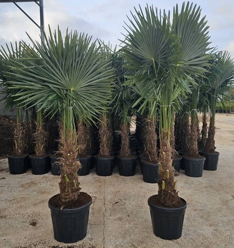 Xxl palme winterhart - xxl,
