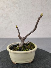 Feigen Bonsai - Ficus Carica - Mame Stil Nr.9