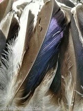 15 x Zarte Entenfedern Braun