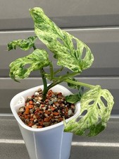 002923A Monstera adansonii frozen freckles variegata 1 Samen Fensterblatt