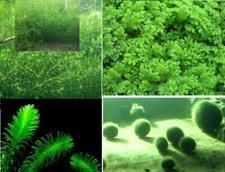 Teichpflanzen Mix Set