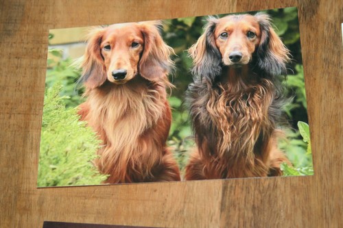 Hunde postkarte von poster - postkarte,