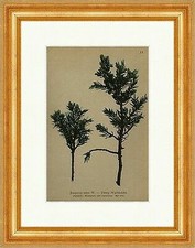 Zwerg Wacholder Juniperus nana W. Alpenkette Krummholz Alpenflora 015 Gerahmt
