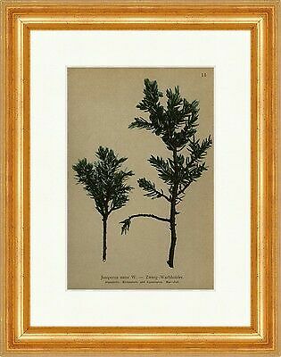 Zwerg wacholder juniperus nana - wacholder,
