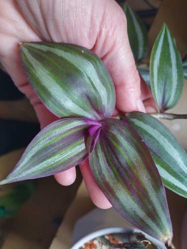 Tradescantia tikal ableger - tradescantia,