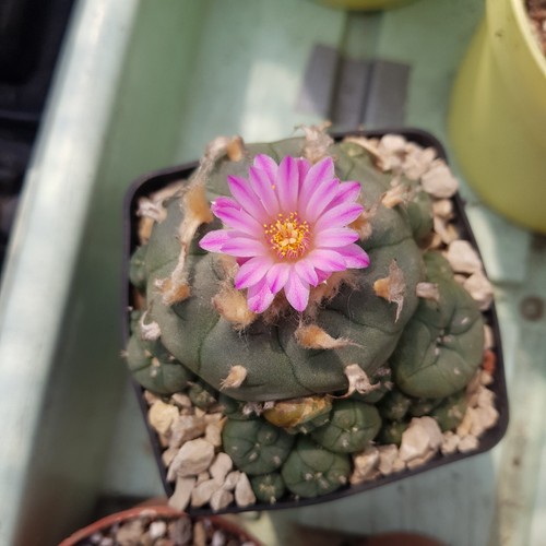 Schaupflanze ariocarpus spec - ariocarpus,