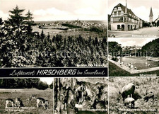 Hirschberg Warstein Schwimmbad Damwild Muffelwild Freigeheg