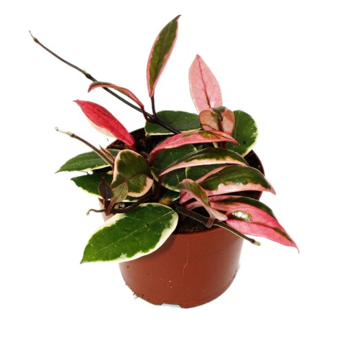 Hoya carnosa flamingo - hoya, dream