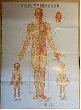 Akupunktur-Poster  Papier /