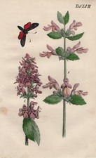 Hohlzahn Wald-Ziest Sechsfleck-Widderchen LITHOGRAPHIE von 1847 Schenckel RAR