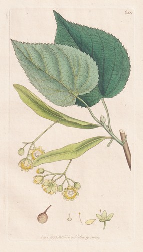 Tilia europaea linde - tilia,