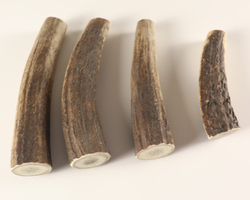 Geweih hirschhornstück horn - hirschhornstück,