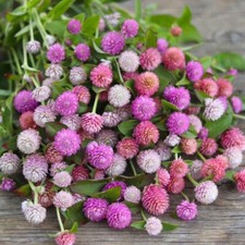 Kugelamaranth 'PASTEL MIX' 30