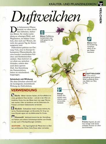 Duftveilchen - , /