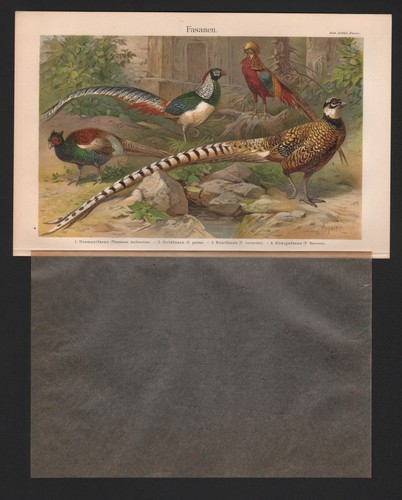 Chromo lithografie 1905 - chromo-lithografie,