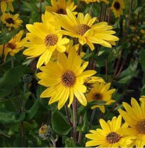 Weidenblättrige sonnenblume - sonnenblume,