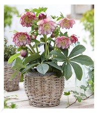 Christrosen 'Double Ellen Picotée', 1 Pflanze, Helleborus niger winterhart