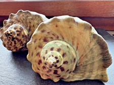 2 x Seltene Turbanschnecken