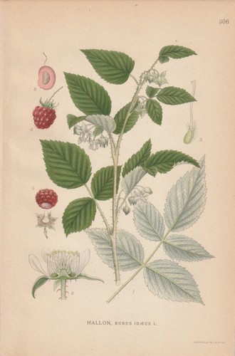 Himbeere - (rubus, idaeus)