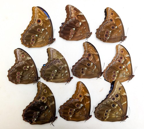 Morpho didius schmetterling - morpho,