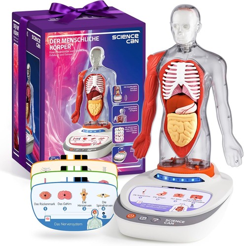 Anatomiemodell für kinder - für,