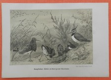 Kampfläufer Kiebitz Vanellus