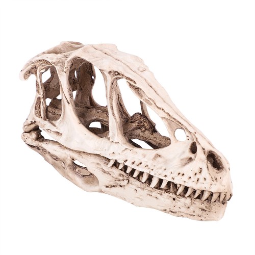 Dinosaurierschädel modell aus - dinosaurierschädel-modell,