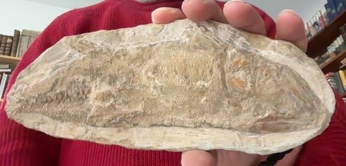 Fisch fossil rhacolepsis - fossil,