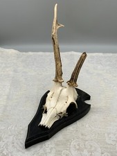 REH REHBOCK GEWEIH MONTIER AUF