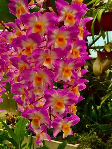 Dendrobium species super - dendrobium, ´super