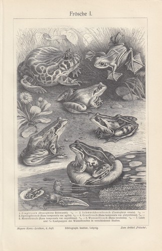 Lithografien 1905 frösche - lithografien,