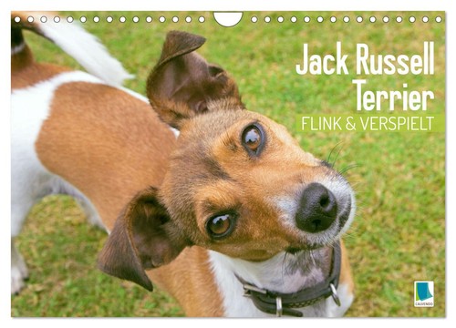 Jack russell terrier flink - russell,