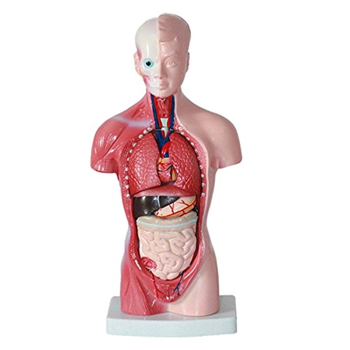 Menschlicher torso anatomie - menschlicher,