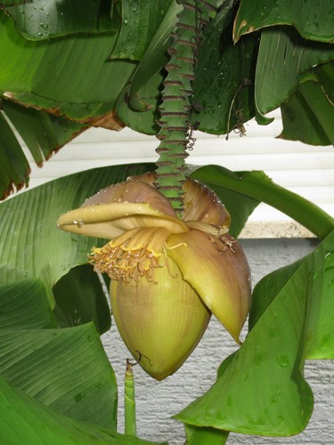 Bananenpflanze winterhart