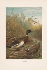 Stockente Anas platyrhynchos  Märzente Wildente Ente Lithographie von 1892