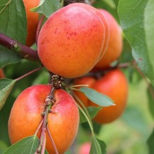 Aprikosenbaum Bergeron -