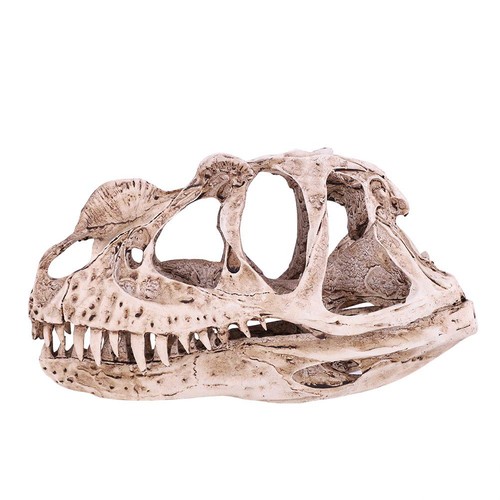 Dinosaurier knochen - dinosaurier,