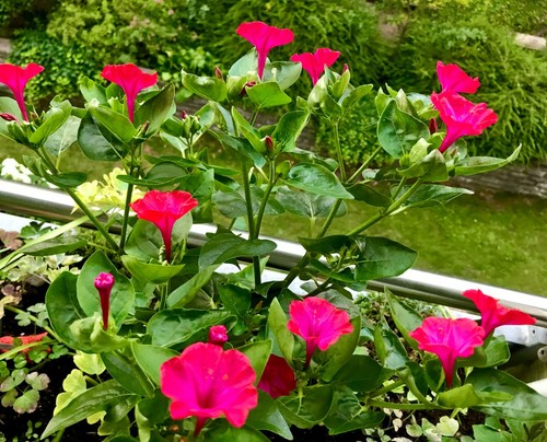 Wunderblume samen - 10,