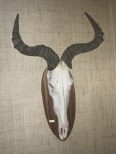 Antilope Jagd Trophäe Afrika