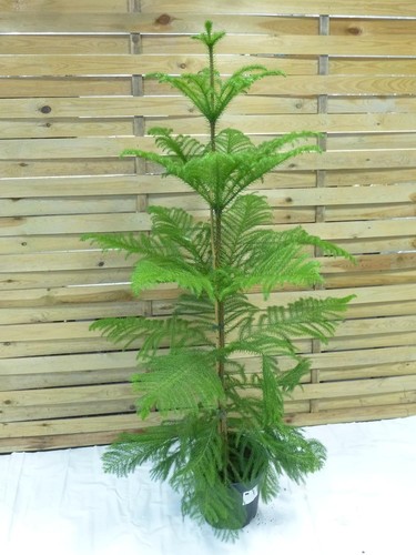 Palmenlager xl araucaria - [palmenlager],
