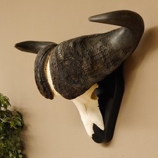 Kaffernbüffel Breite 85 cm